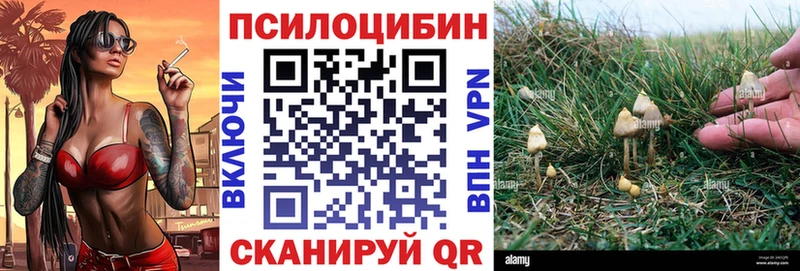 цены наркотик  Конаково  Псилоцибиновые грибы Psilocybine cubensis 